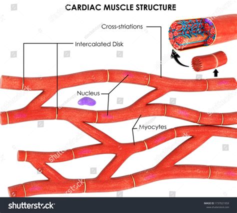 Cardiac Muscle Structure 的图像结果