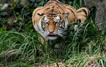 Memorable 3 Days 2 Nights Boat ride on Lake Periyar, Royal Bengal Tiger ...