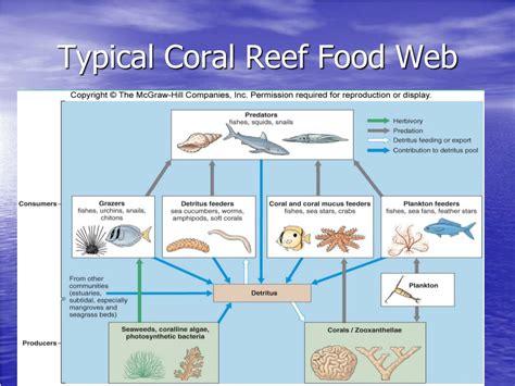 Coral Reef Food Chain Diagram