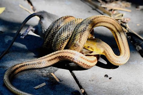 Yellow Rat Snake Florida Snakes