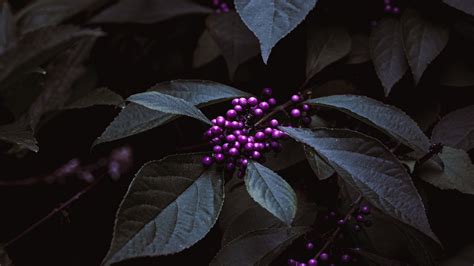 Wallpaper plant, berries, purple, bunches, leaves hd, picture, image