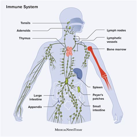 7.2: Anatomy Of The Lymphatic And Immune Systems – NIBWM