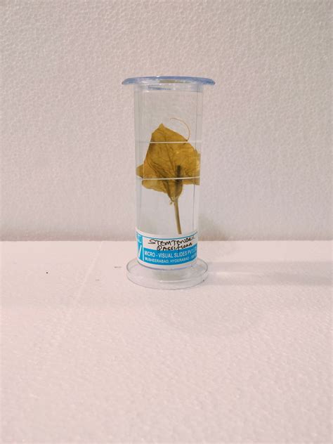 STEM TENDRIL PASSIFLORA PRESERVED SPECIMEN – M/S LAB TECH CORPORATION
