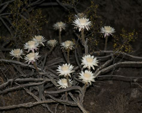 Night-blooming Cereus