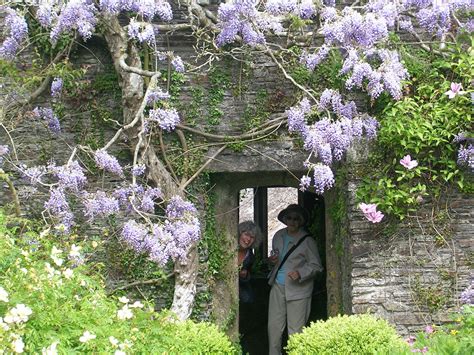 How to Grow: Wisteria Vine- growing and caring for wisteria vine