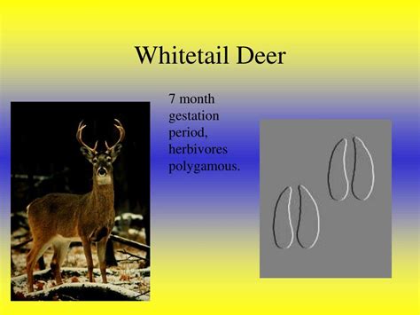 Understanding the Whitetail Deer Gestation Period: From Rut to Fawn