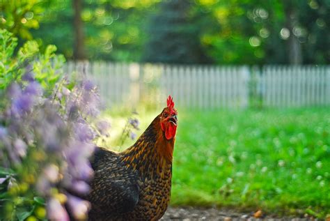 Chicken Breed Profile: Black Star Chickens - Reformation Acres | Black ...