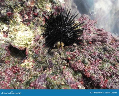 Echinoidea, Commonly Known As Sea Urchins, Are A Class Of The Phylum Echinoderms Royalty-Free ...