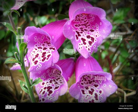 Open bell shaped flowers hi-res stock photography and images - Alamy