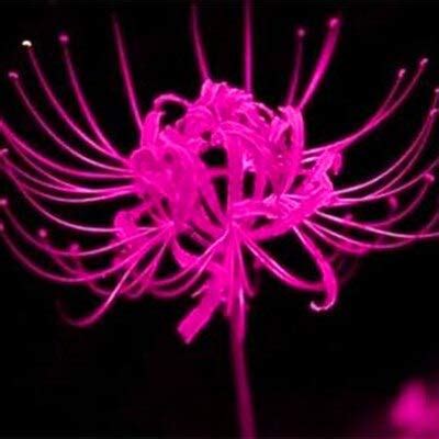 Exotic 45 Pcsmixed Lycoris Flower Seeds Perennial Temperate Indoor ...