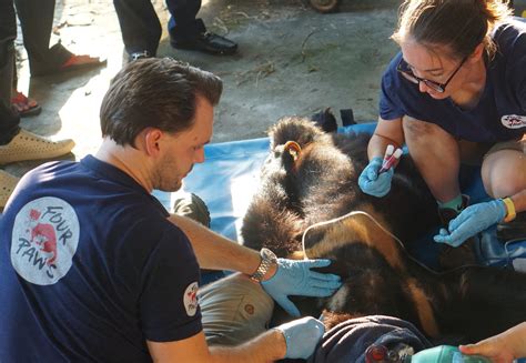 The Quiet Suffering of Vietnam’s Bile Bears Continues - FOUR PAWS ...