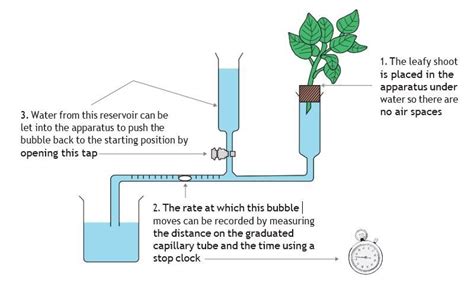 Science Education: ﻿How to make a simple low-cost potometer to ...