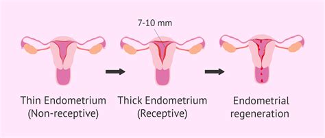 Image result for Endometrium