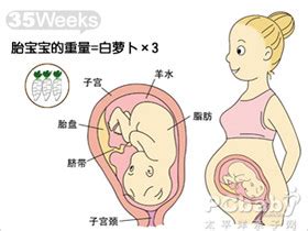 孕35周胎儿发育_亲子百科_太平洋亲子网
