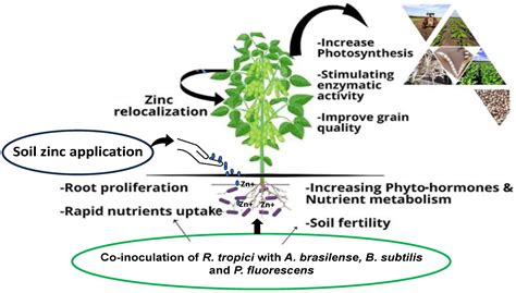 Interaction of Zinc Mineral Nutrition and Plant Growth-Promoting Bacteria in Tropical ...