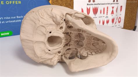 3D Model Male Human Skull Anatomy Model - TurboSquid 2384568