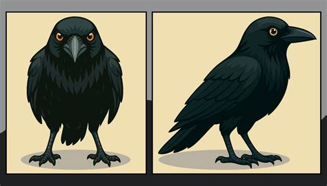 Image result for Crow Front View