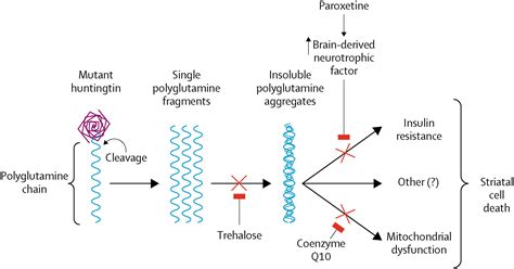 Huntington's Disease—the Sting In The Tail The EMBO, 42% OFF