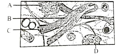 Given below is the diagrammatic sketch of a certain type of connective ...