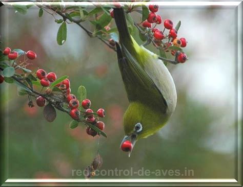 El uso de la red control de aves en los cultivos de berries