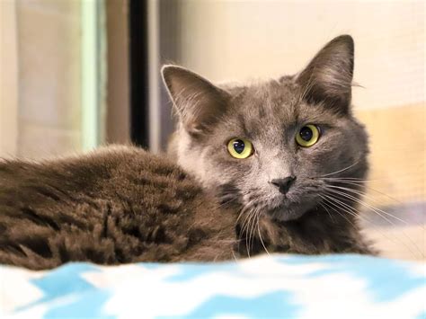 Independent Cat Society