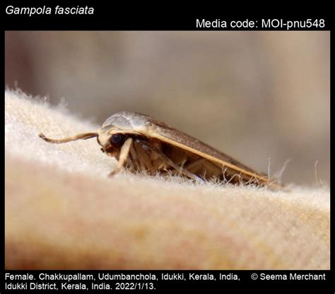 Gampola fasciata Moore, 1878 - | Moths