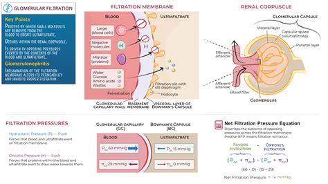 Image result for Net Filtration Rate Kidneys