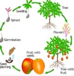 Image result for Mango Sprouting