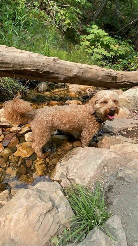 Waterfall Canyon Trail via Ogden Park - Utah | AllTrails