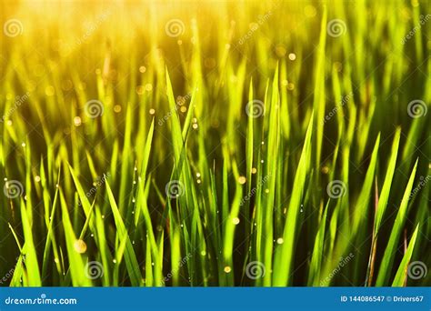 Drops of Dew on the Grass at Sunset Light of the Sun. Stock Image ...