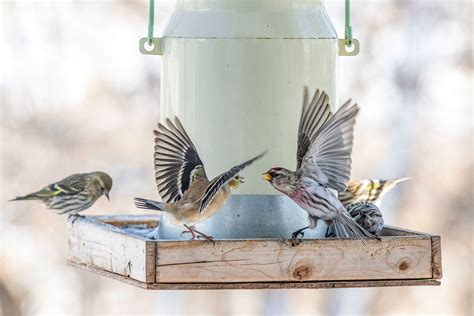 Are Bird Feeders Spreading Disease at Barbara Slye blog