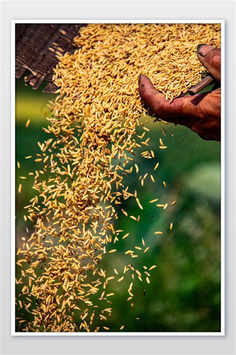 金黄色成熟饱满的水稻,农作物,植物花草,摄影素材,汇图网www.huitu.com