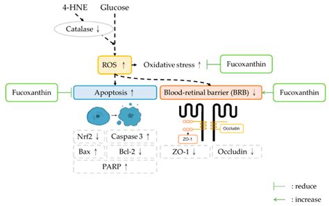 Protective Effects of Fucoxanthin on High Glucose- and 4-Hydroxynonenal ...