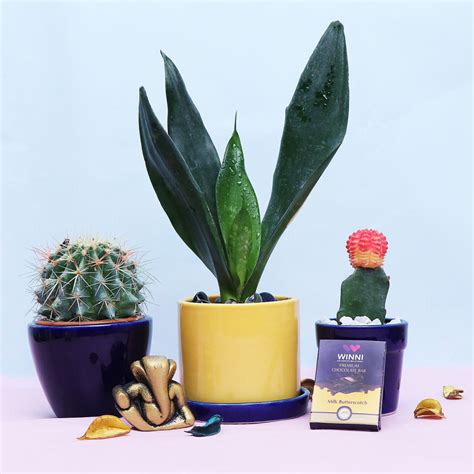 Home Decor : Beauty Making Plants With Choco & Ganesha Idol – Studio GKW