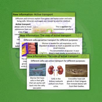 Free Science Lessons Active Transport 的图像结果