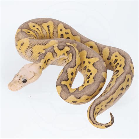 Image result for Female Pastel Ball Python