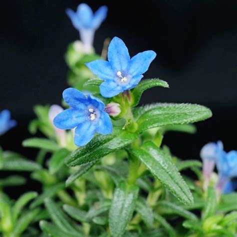 Glandora Diffusa Seeds Lithodora Diffusa Perennial India | Ubuy