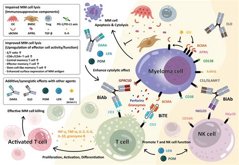 Frontiers | Bispecific antibodies in multiple myeloma treatment: A ...