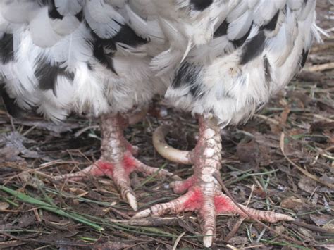 Rooster Spurs: What They Are And What To Do With Them • Insteading