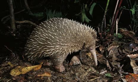 Attenborough's long-beaked echidna