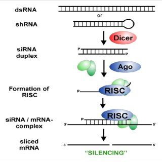 RNA Interference Diagram 的图像结果