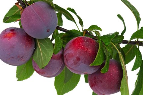 Plum Tree Types 的图像结果
