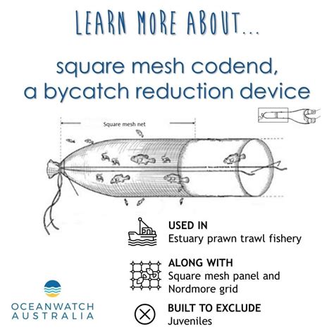 Reducing Bycatch | Oceanwatch Australia