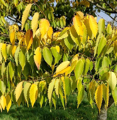 How Fast Do Zelkova Trees Grow? A Growth Rate Guide