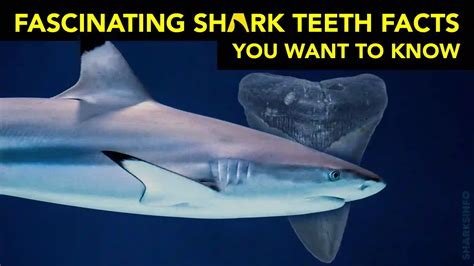 Fascinating Shark Teeth Facts You Want To Know - sharksinfo.com
