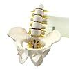 Buy BONEW Half Life-Size Pelvis with 5pcs Lumbar Vertebrae Anatomy ...