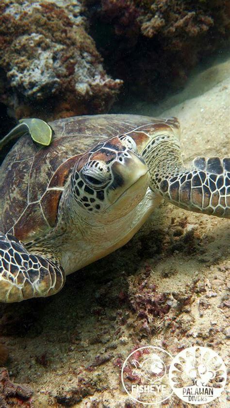 Sea Turtle 的图像结果