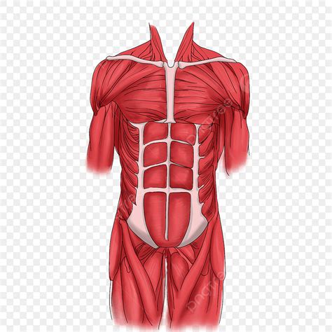 Muscle Clipart Vector, Red Muscle Decoration Illustration, Red Muscles ...