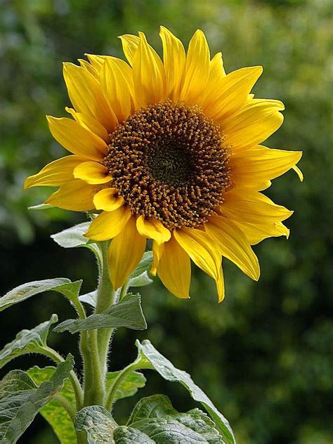 File:A sunflower.jpg
