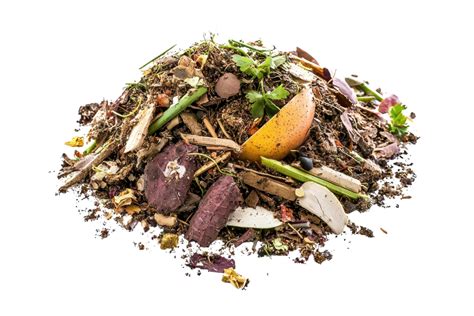 Food Waste Transparent Background 的图像结果